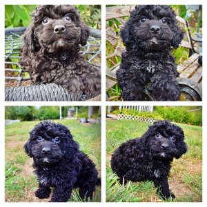 TESSA - HavaPoo Female