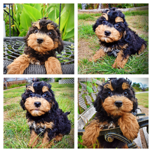 TRINITY - HavaPoo Female